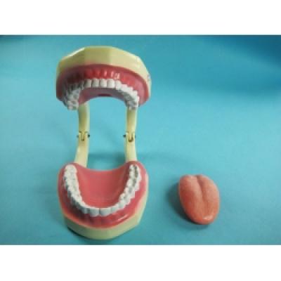 Tooth Hygiene Demonstration Model 