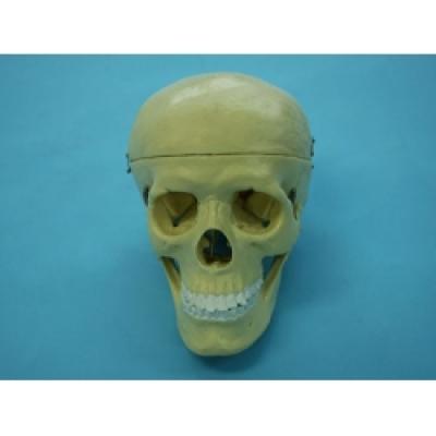Human Skull Model 