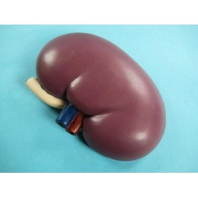 Human Kidney Model 
