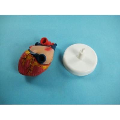 Human Heart Model 