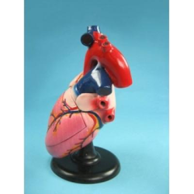 Enlarged Human Heart Model 