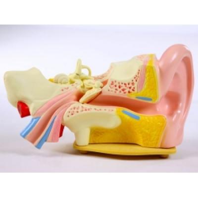 Human Ear Model 
