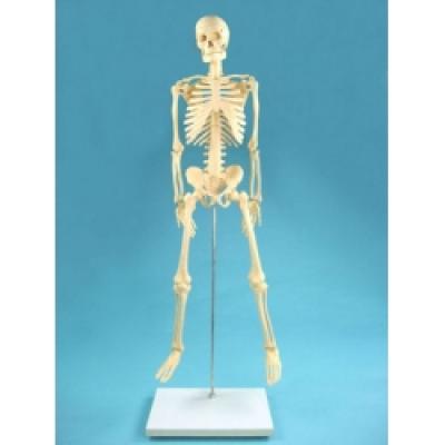 Human Skeleton Model
