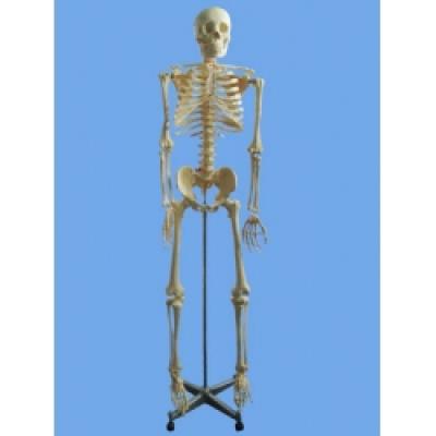 Human Skeleton Model
