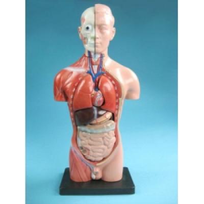 Male Torso Model