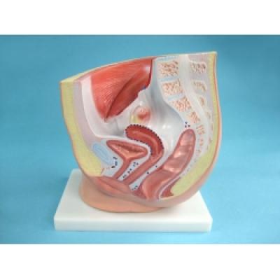 Structure Model of the Female Urogenital Organs     Model NO.:  AM087