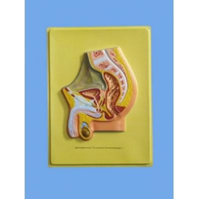Human Male Pelvis Bas Relief Model