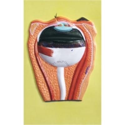  Eye Structure, Bas Relief Model