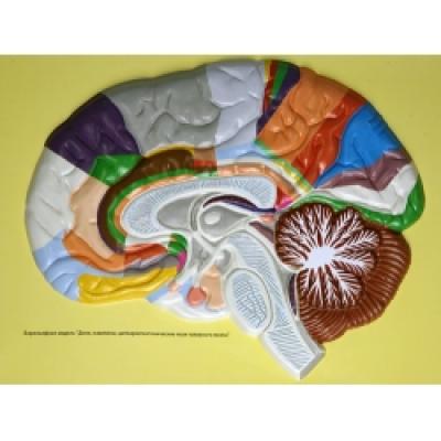 Human Brain Lobes, Bas Relief Model (C)