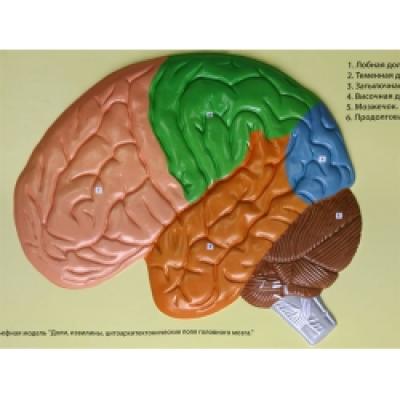 Human Brain Lobes, Bas Relief Model (D)