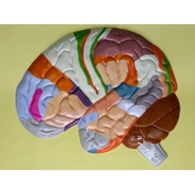 Human Brain Lobes, Bas Relief Model (E)