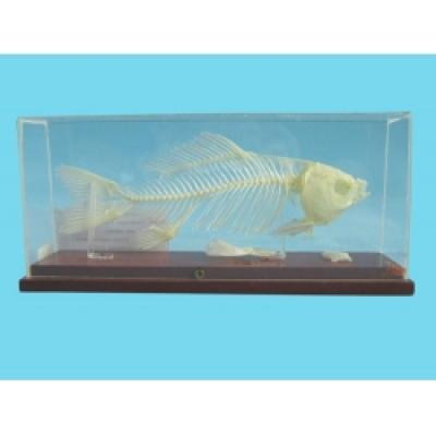Fish Skeleton Model  