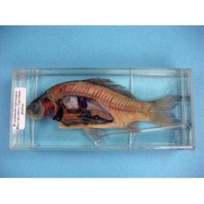  Immersed Rat Dissection