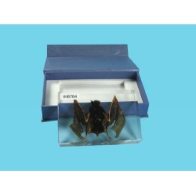Resin Educational Specimen“Bat Specimen
