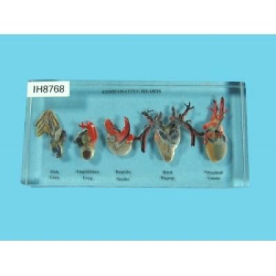 Resin Educational Specimen“Hearts of 5 Vertebrates