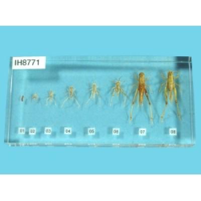Resin Educational Specimen“The Life Cycle of a Grasshopper Collection
