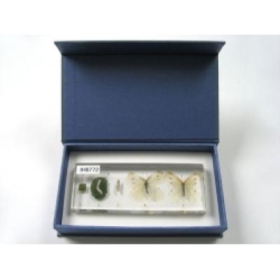 Resin Educational Specimen“The Life Cycle of a White Cabbage Butterfly Collection