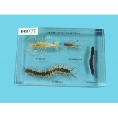  Resin Educational Specimen“Arthropod Representation Collection”