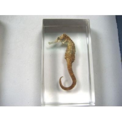  Resin Educational Specimen“Sea Animal Representation Collection”