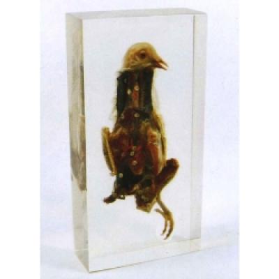 Resin Educational Specimen“Fish”