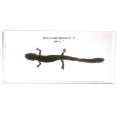 Resin Educational Specimen“Newt”