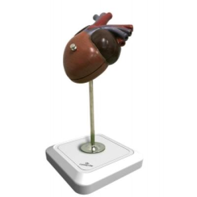  Frog Heart Model