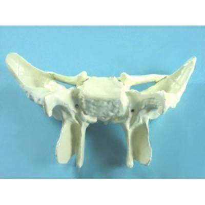 Костная модель Sphenoid