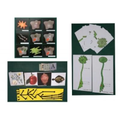  Zoological and Botanical Evolution Flash Cards