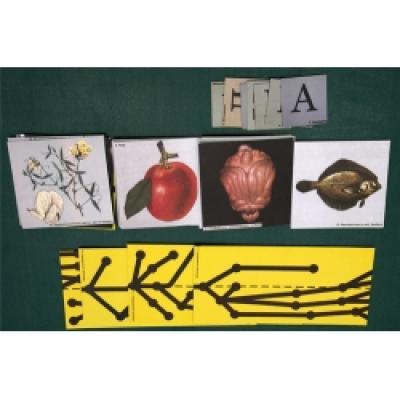  The Main Direction of Evolution, Magnetic Demonstration Cards