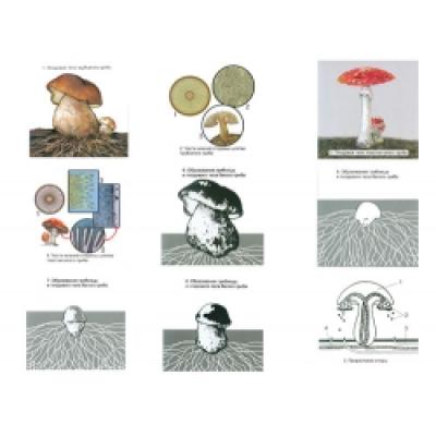 The Reproduction of Umbrella-like Mushrooms Magnetic Demonstration CardsThe Reproduction of Moss Mag