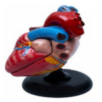 1634 - Demonstration Heart Model 