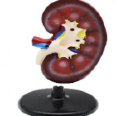 1635 - Sectional Kidney Model