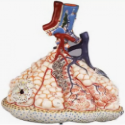 1636 - Lung Model with Alveolus