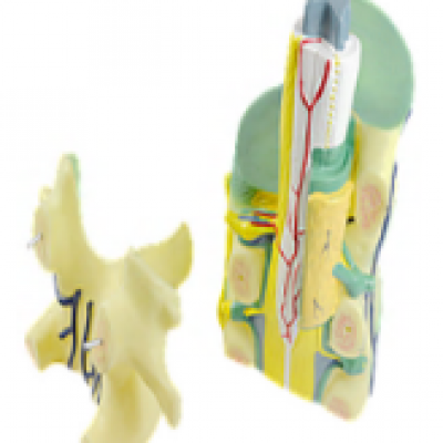 1639 - Spinal Cord Model