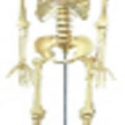 1640 - Human Skeleton on Rolling Stand