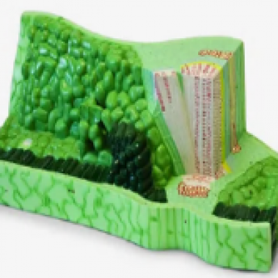 1642 - DNA Structure Model 